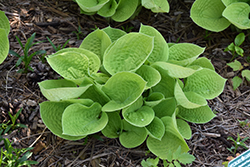 Maui Buttercups Hosta (Hosta 'Maui Buttercups') at Parkland Garden Centre