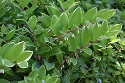 Variegated Solomon's Seal (Polygonatum odoratum 'Variegatum') at Parkland Garden Centre