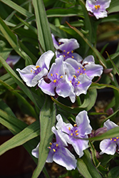 Bilberry Ice Spiderwort (Tradescantia x andersoniana 'Bilberry Ice') at Parkland Garden Centre