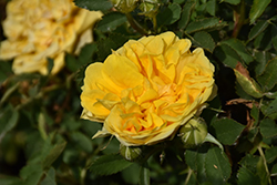 Persian Yellow Rose (Rosa foetida 'Persian Yellow') at Parkland Garden Centre
