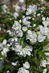 Snow Dwarf Mockorange (Philadelphus 'Snow Dwarf') at Parkland Garden Centre