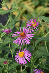 Rose Beauty Aster (Symphyotrichum novae-angliae 'Rose Beauty') at Parkland Garden Centre