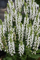 Bumblesnow Meadow Sage (Salvia nemorosa 'Bumblesnow') at Parkland Garden Centre