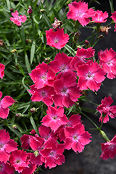 Beauties Kahori Scarlet Pinks (Dianthus 'Kahori Scarlet') at Parkland Garden Centre