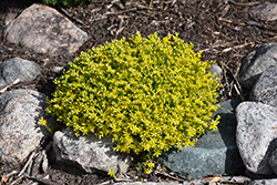 Golden Moss Stonecrop (Sedum acre 'Aureum') at Parkland Garden Centre