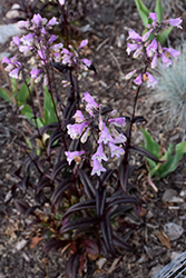 Midnight Masquerade Beard Tongue (Penstemon 'Midnight Masquerade') at Parkland Garden Centre