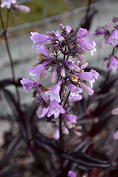 Midnight Masquerade Beard Tongue (Penstemon 'Midnight Masquerade') at Parkland Garden Centre