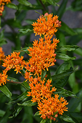 Butterfly Weed (Asclepias tuberosa) at Parkland Garden Centre