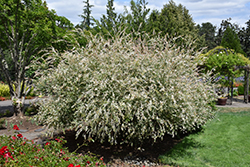 Tricolor Willow (Salix integra 'Hakuro Nishiki') at Parkland Garden Centre