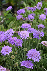 Flutter Deep Blue Pincushion Flower (Scabiosa columbaria 'Balfluttdelu') at Parkland Garden Centre