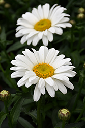 Sweet Daisy Christine Shasta Daisy (Leucanthemum x superbum 'Christine') at Parkland Garden Centre