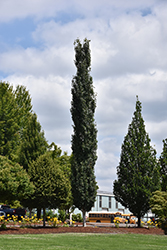 Mountain Sentinel Aspen (Populus tremuloides 'JFS-Column') at Parkland Garden Centre