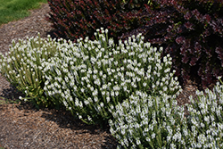 Snow Hill Sage (Salvia x sylvestris 'Snow Hill') at Parkland Garden Centre
