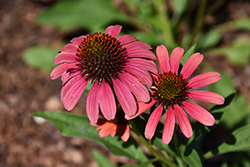 SunSeekers Coral Coneflower (Echinacea 'SunSeekers Coral') at Parkland Garden Centre