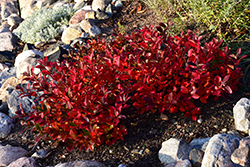 Low Scape Mound Aronia (Aronia melanocarpa 'UCONNAM165') at Parkland Garden Centre