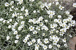 Snow-In-Summer (Cerastium tomentosum) at Parkland Garden Centre