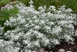 Silver Brocade Artemisia (Artemisia stelleriana 'Silver Brocade') at Parkland Garden Centre