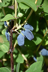 Berry Smart Blue Honeyberry (Lonicera caerulea 'Berry Smart Blue') at Parkland Garden Centre