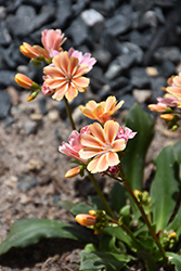 Elise Mixed Bitterroot (Lewisia cotyledon 'Elise') at Parkland Garden Centre