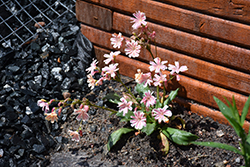 Elise Mixed Bitterroot (Lewisia cotyledon 'Elise') at Parkland Garden Centre