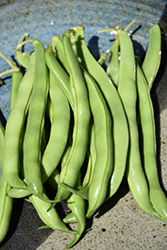 Blue Lake Pole Bean (Phaseolus vulgaris 'Blue Lake Pole') at Parkland Garden Centre