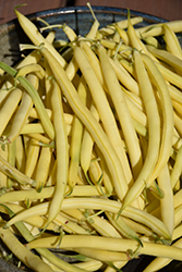 Kentucky Wonder Yellow Pole Bean (Phaseolus vulgaris 'Kentucky Wonder') at Parkland Garden Centre