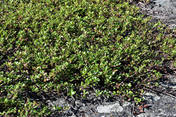 Bearberry (Arctostaphylos uva-ursi) at Parkland Garden Centre