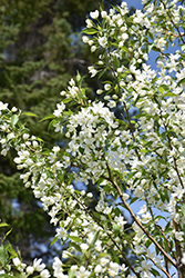 Starlite Flowering Crab (Malus 'Jeflite') at Parkland Garden Centre