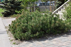 Dwarf Mugo Pine (Pinus mugo var. pumilio) at Parkland Garden Centre