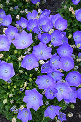 Rapido Blue Bellflower (Campanula carpatica 'Rapido Blue') at Parkland Garden Centre