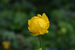 Lemon Queen Globeflower (Trollius x cultorum 'Lemon Queen') at Parkland Garden Centre