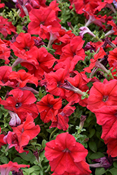 Dreams Red Petunia (Petunia 'Dreams Red') at Parkland Garden Centre