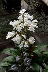 Onyx and Pearls Beard Tongue (Penstemon 'Onyx and Pearls') at Parkland Garden Centre