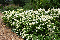 Limelight Prime Hydrangea (Hydrangea paniculata 'SMNHPPH') at Parkland Garden Centre