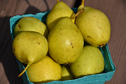 Prairie Welcome Pear (Pyrus 'Jefwel') at Parkland Garden Centre