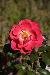 Aurora Borealis Rose (Rosa 'VLR002') at Parkland Garden Centre