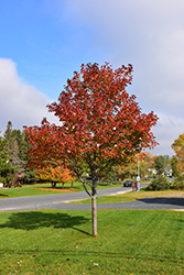 Northwood Red Maple (Acer rubrum 'Northwood') at Parkland Garden Centre