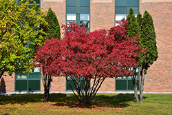 Amur Maple (Acer ginnala) at Parkland Garden Centre