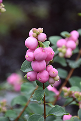 Marleen Pink Snowberry (Symphoricarpos x doorenbosii 'Marleen') at Parkland Garden Centre
