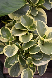 Variegated Baby Rubber Plant (Peperomia obtusifolia 'Variegata') at Parkland Garden Centre