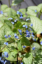 Jack of Diamonds Bugloss (Brunnera macrophylla 'Jack of Diamonds') at Parkland Garden Centre