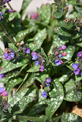 Spot On Lungwort (Pulmonaria 'Spot On') at Parkland Garden Centre