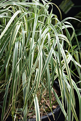 Hello Spring! Reed Grass (Calamagrostis x acutiflora 'Hello Spring!') at Parkland Garden Centre