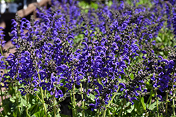 Fashionista Evening Attire Sage (Salvia 'Evening Attire') at Parkland Garden Centre