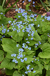 Siberian Bugloss (Brunnera macrophylla) at Parkland Garden Centre