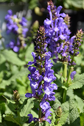 Sky Blue Marvel Meadow Sage (Salvia nemorosa 'Sky Blue Marvel') at Parkland Garden Centre