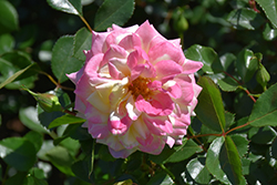Music Box Rose (Rosa 'BAIbox') at Parkland Garden Centre