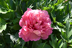 Hillary Peony (Paeonia 'Hillary') at Parkland Garden Centre