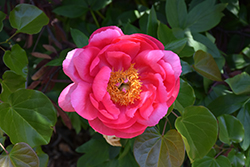 Cytherea Peony (Paeonia 'Cytherea') at Parkland Garden Centre