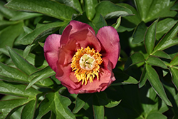 Old Rose Dandy Peony (Paeonia 'Old Rose Dandy') at Parkland Garden Centre